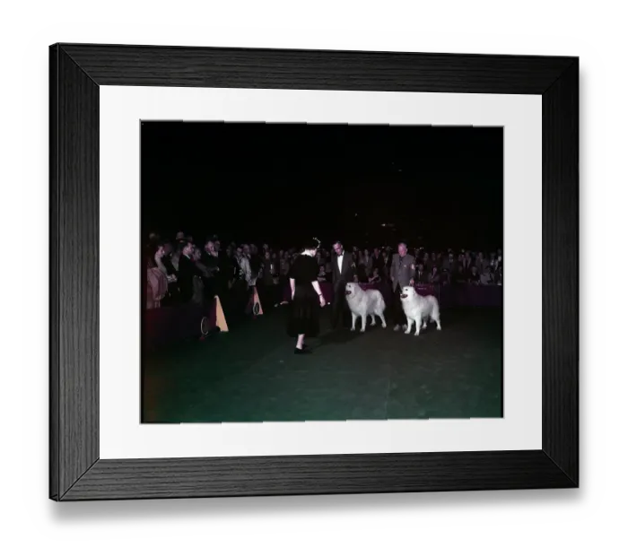 Framed Print : WESTMINSTER DOG SHOW 1957