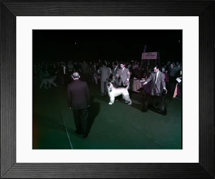 Framed Print : WESTMINSTER DOG SHOW 1957 Framed Print : WESTMINSTER DOG SHOW 1957