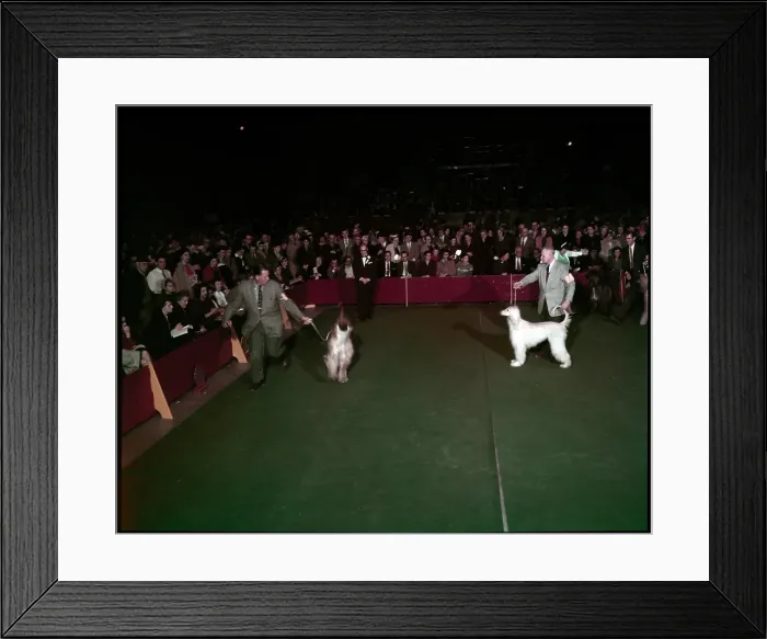 Framed Print : WESTMINSTER DOG SHOW 1957