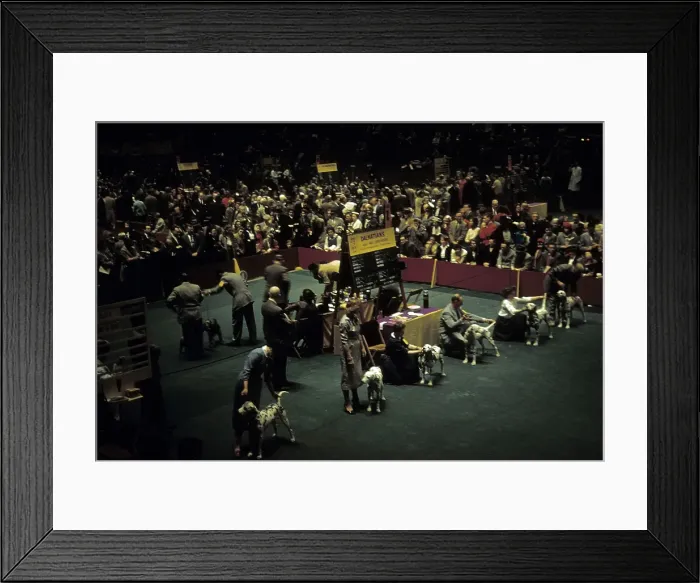 Framed Print : WESTMINSTER KENNEL CLUB DOG SHOW Framed Print : WESTMINSTER KENNEL CLUB DOG SHOW