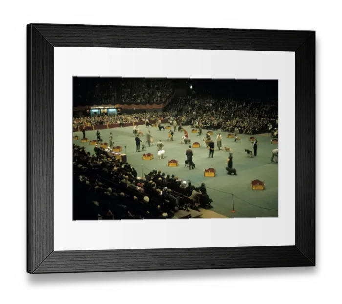 Framed Print : WESTMINSTER KENNEL CLUB DOG SHOW Framed Print : WESTMINSTER KENNEL CLUB DOG SHOW
