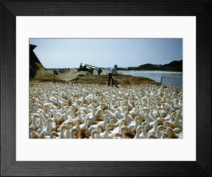 Framed Print : Duck Farm. UNITED STATES - JULY 1958: A view as a farmer Framed Print : Duck Farm. UNITED STATES - JULY 1958: A view as a farmer