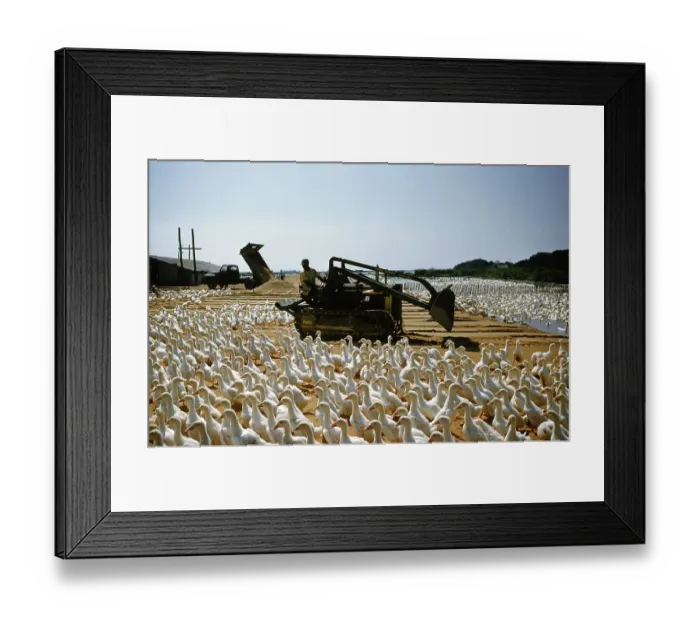 Framed Print : Duck Farm. UNITED STATES - JULY 1958: A view of a farmer dosing the dirt Framed Print : Duck Farm. UNITED STATES - JULY 1958: A view of a farmer dosing the dirt