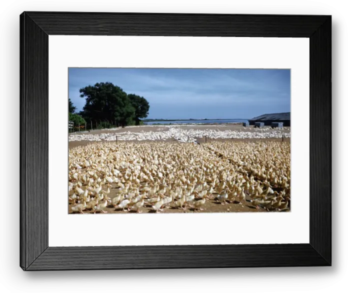 Framed Print : Duck Farm. UNITED STATES - JULY 1958: A view of White Pekin Ducks Framed Print : Duck Farm. UNITED STATES - JULY 1958: A view of White Pekin Ducks
