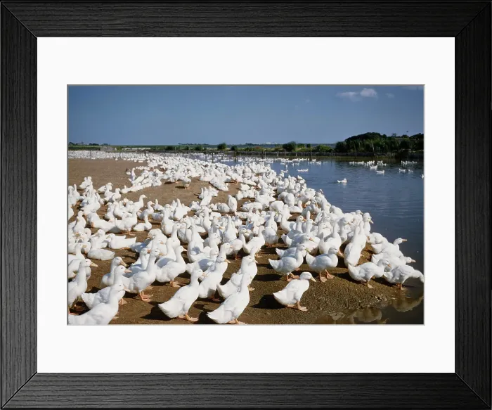 Framed Print : Duck Farm. UNITED STATES - JULY 1958: A view of White Pekin Ducks in a Framed Print : Duck Farm. UNITED STATES - JULY 1958: A view of White Pekin Ducks in a