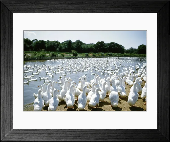 Framed Print : Duck Farm. UNITED STATES - JULY 1958: A view of White Pekin Ducks in a Framed Print : Duck Farm. UNITED STATES - JULY 1958: A view of White Pekin Ducks in a