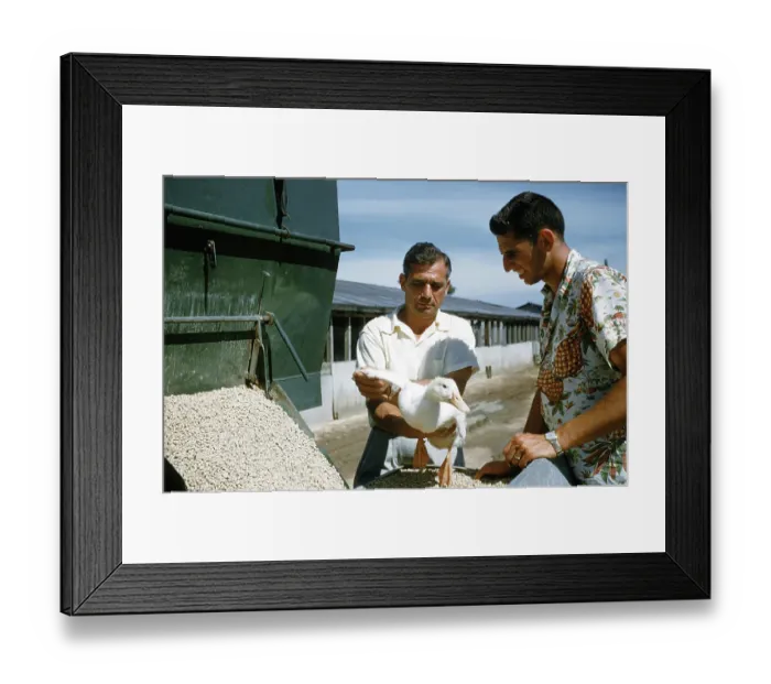 Framed Print : Duck Farm. UNITED STATES - JULY 1958: A view as a farmer inspects a White Framed Print : Duck Farm. UNITED STATES - JULY 1958: A view as a farmer inspects a White