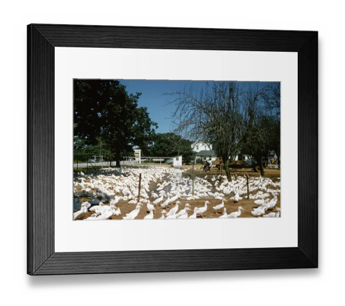 Framed Print : Duck Farm. UNITED STATES - JULY 1958: A view of the White Pekin Ducks fenced Framed Print : Duck Farm. UNITED STATES - JULY 1958: A view of the White Pekin Ducks fenced