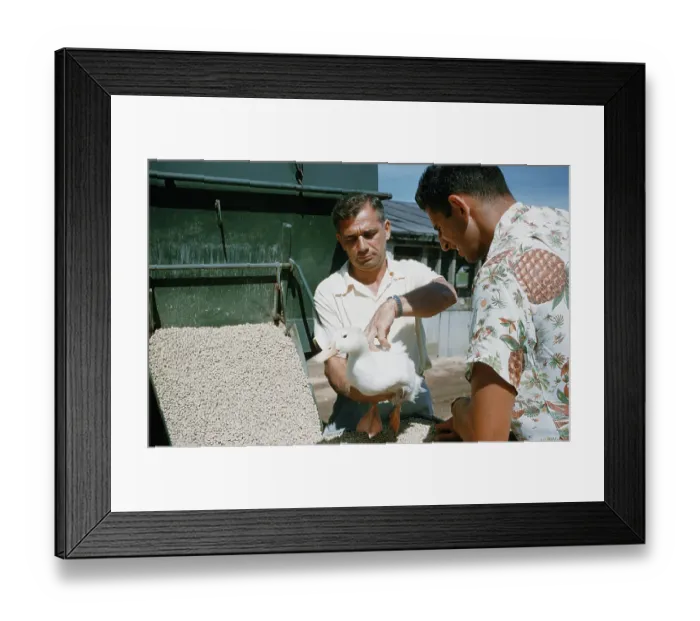 Framed Print : Duck Farm. UNITED STATES - JULY 1958: A view as a farmer inspects a White Framed Print : Duck Farm. UNITED STATES - JULY 1958: A view as a farmer inspects a White