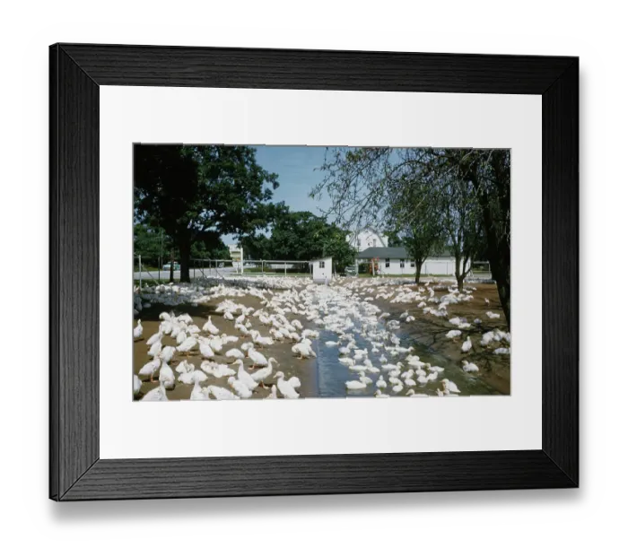 Framed Print : Duck Farm. UNITED STATES - JULY 1958: A view of White Pekin Ducks in a Framed Print : Duck Farm. UNITED STATES - JULY 1958: A view of White Pekin Ducks in a