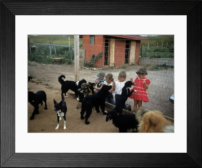 Framed Print : DOG POUND IN SOUTH DAKOTA Framed Print : DOG POUND IN SOUTH DAKOTA
