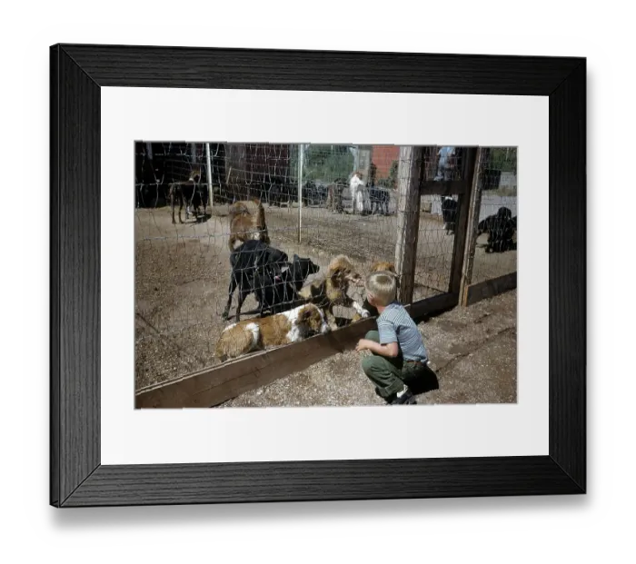 Framed Print : DOG POUND IN SOUTH DAKOTA Framed Print : DOG POUND IN SOUTH DAKOTA