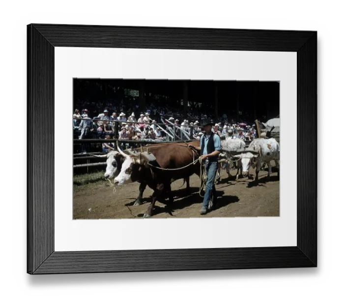 Framed Print : RAPID CITY RODEO Framed Print : RAPID CITY RODEO