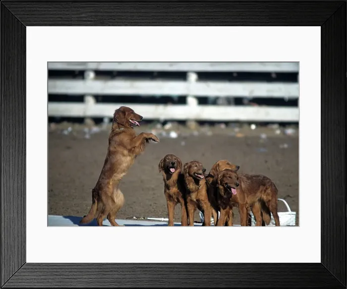 Framed Print : RAPID CITY RODEO Framed Print : RAPID CITY RODEO
