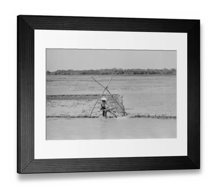 Framed Print : Paddy Field Framed Print : Paddy Field