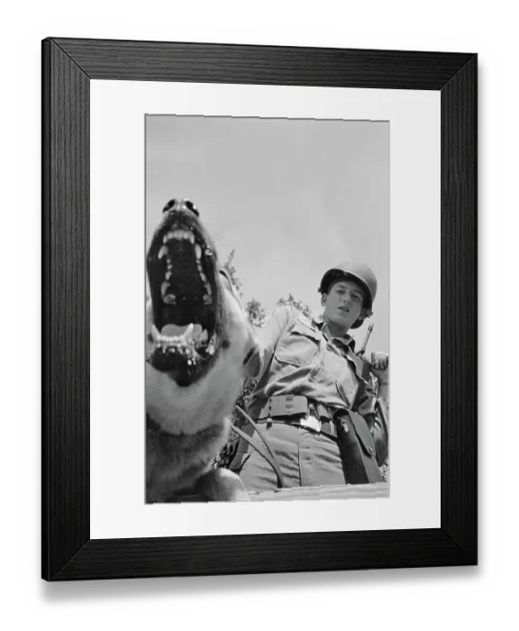 Framed Print : US Military German Shepherd Sentry Training Framed Print : US Military German Shepherd Sentry Training