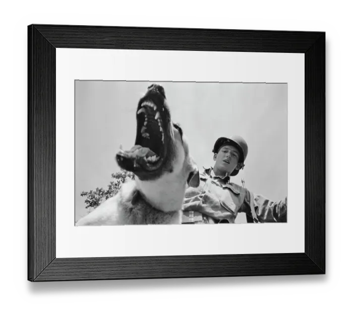 Framed Print : US Military German Shepherd Sentry Training Framed Print : US Military German Shepherd Sentry Training
