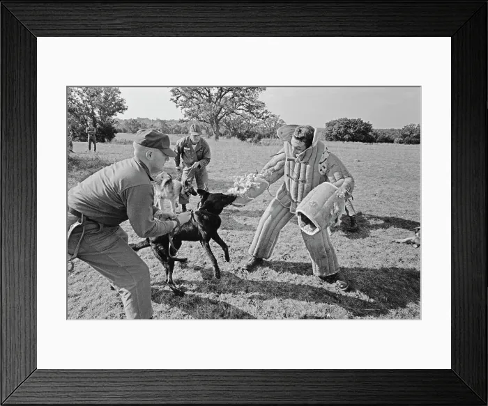 Framed Print : US Military German Shepherd Sentry Training Framed Print : US Military German Shepherd Sentry Training