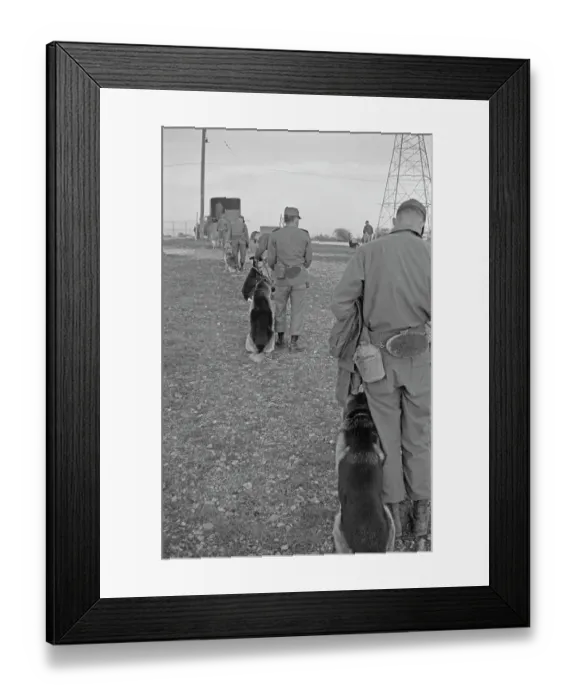 Framed Print : US Military German Shepherd Sentry Training Framed Print : US Military German Shepherd Sentry Training