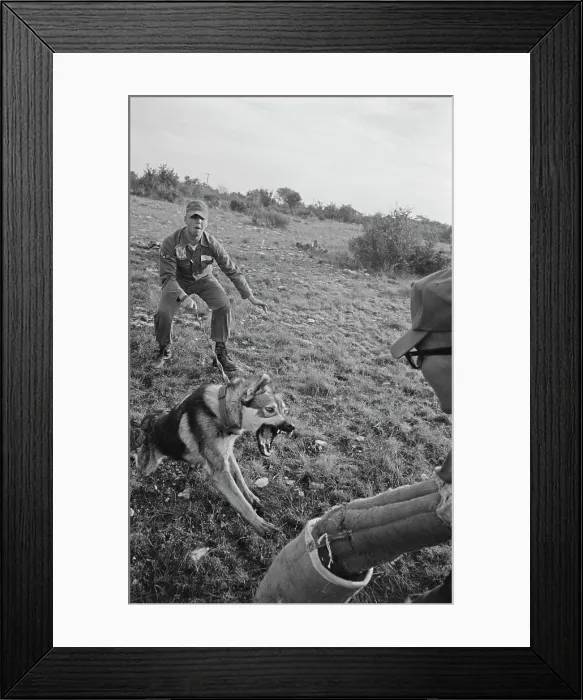 Framed Print : US Military German Shepherd Sentry Training Framed Print : US Military German Shepherd Sentry Training