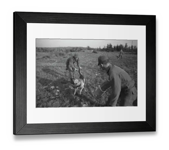 Framed Print : US Military German Shepherd Sentry Training Framed Print : US Military German Shepherd Sentry Training
