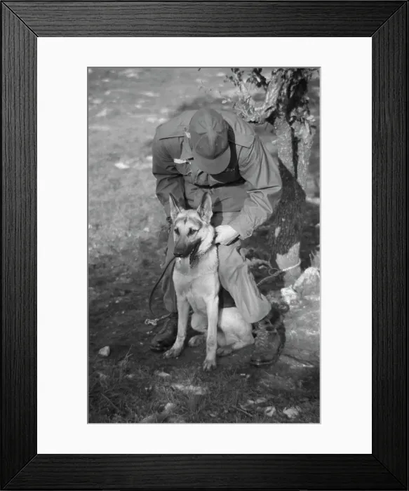 Framed Print : US Military German Shepherd Sentry Training Framed Print : US Military German Shepherd Sentry Training