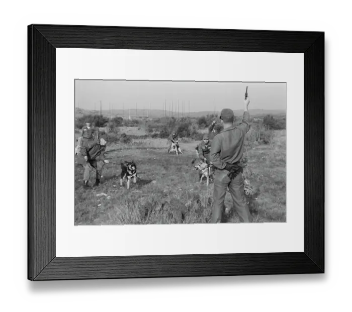 Framed Print : US Military German Shepherd Sentry Training Framed Print : US Military German Shepherd Sentry Training