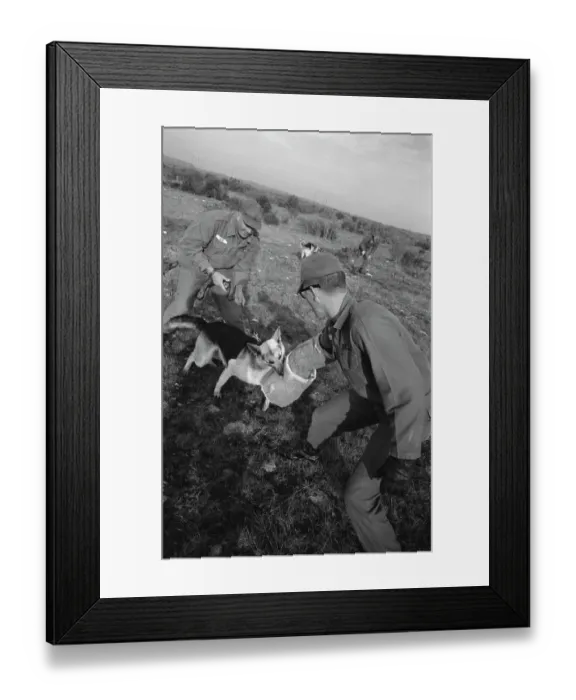 Framed Print : US Military German Shepherd Sentry Training Framed Print : US Military German Shepherd Sentry Training
