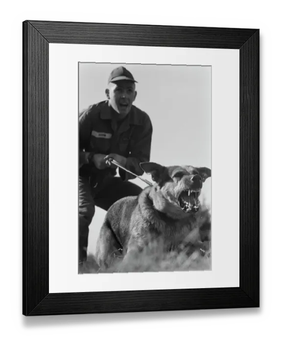 Framed Print : US Military German Shepherd Sentry Training Framed Print : US Military German Shepherd Sentry Training