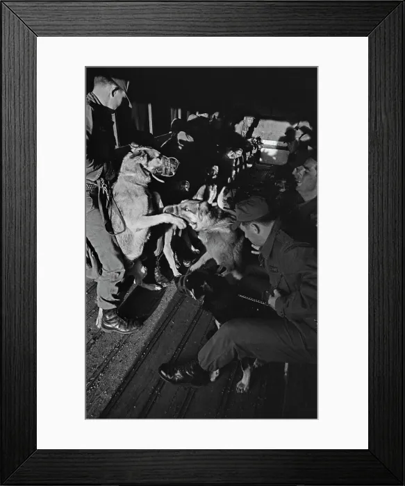 Framed Print : US Military German Shepherd Sentry Training Framed Print : US Military German Shepherd Sentry Training