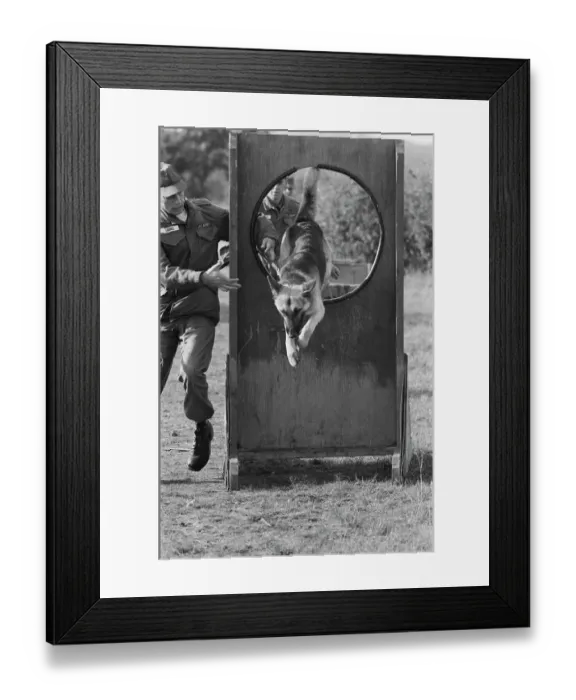 Framed Print : US Military German Shepherd Sentry Training Framed Print : US Military German Shepherd Sentry Training