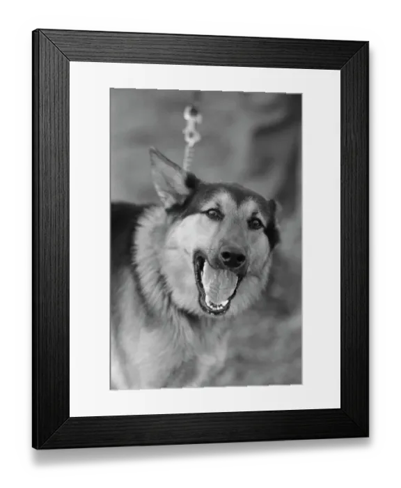 Framed Print : US Military German Shepherd Sentry Training Framed Print : US Military German Shepherd Sentry Training