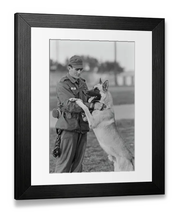 Framed Print : US Military German Shepherd Sentry Training Framed Print : US Military German Shepherd Sentry Training