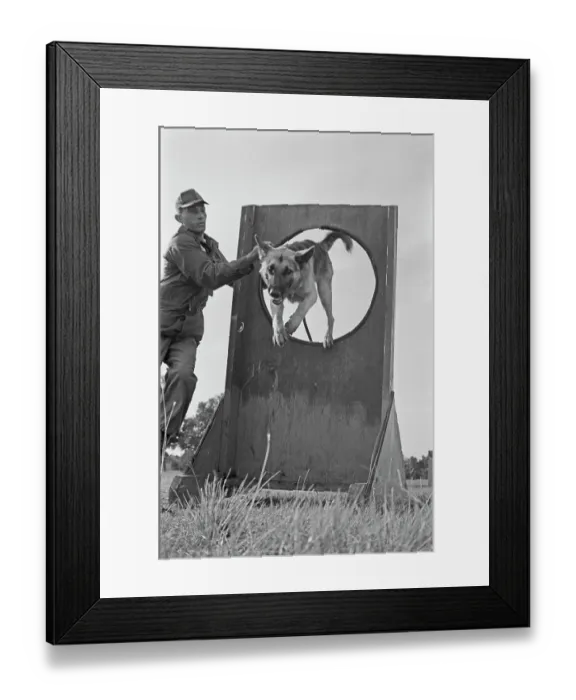 Framed Print : US Military German Shepherd Sentry Training