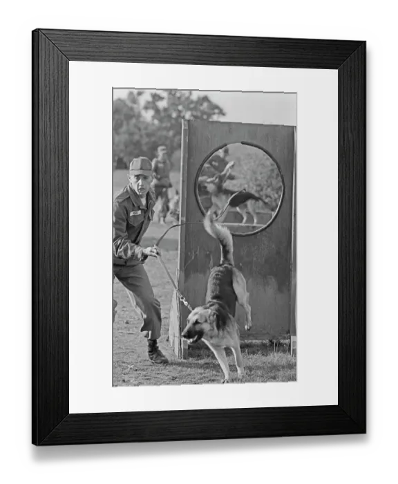 Framed Print : US Military German Shepherd Sentry Training