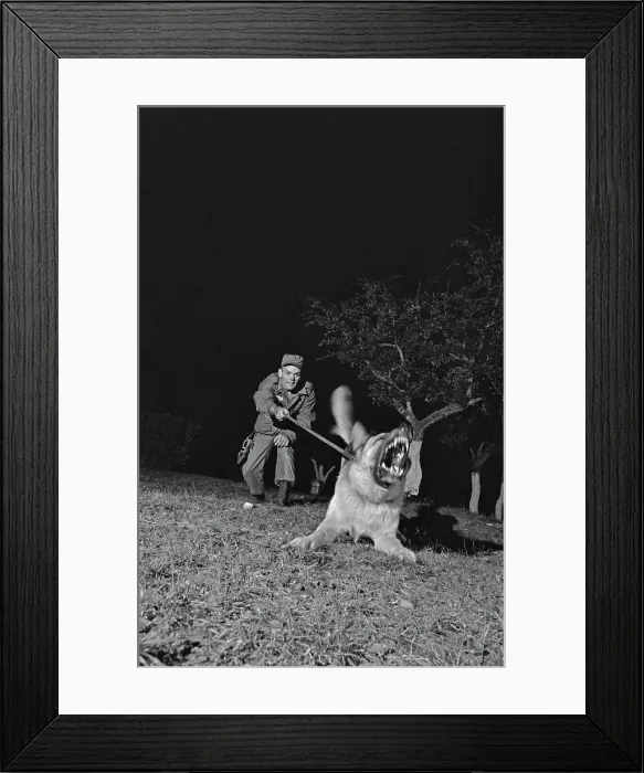 Framed Print : US Military German Shepherd Sentry Training Framed Print : US Military German Shepherd Sentry Training