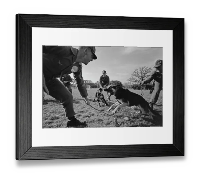 Framed Print : US Military German Shepherd Sentry Training