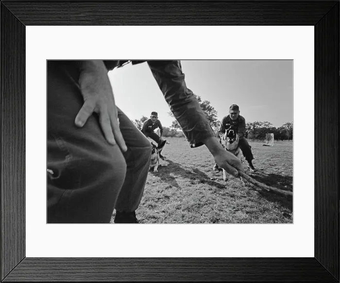 Framed Print : US Military German Shepherd Sentry Training