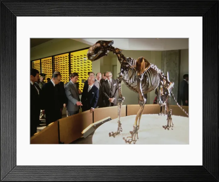 Framed Print : Prince Charles Visits La Brea Tar Pits and Museum Framed Print : Prince Charles Visits La Brea Tar Pits and Museum