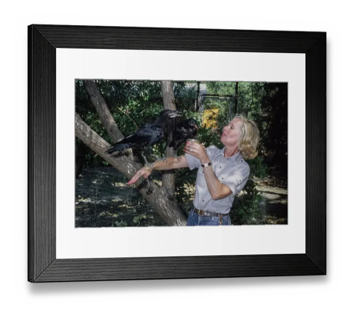 Framed Print : Shambala Preserve, Acton, California Framed Print : Shambala Preserve, Acton, California