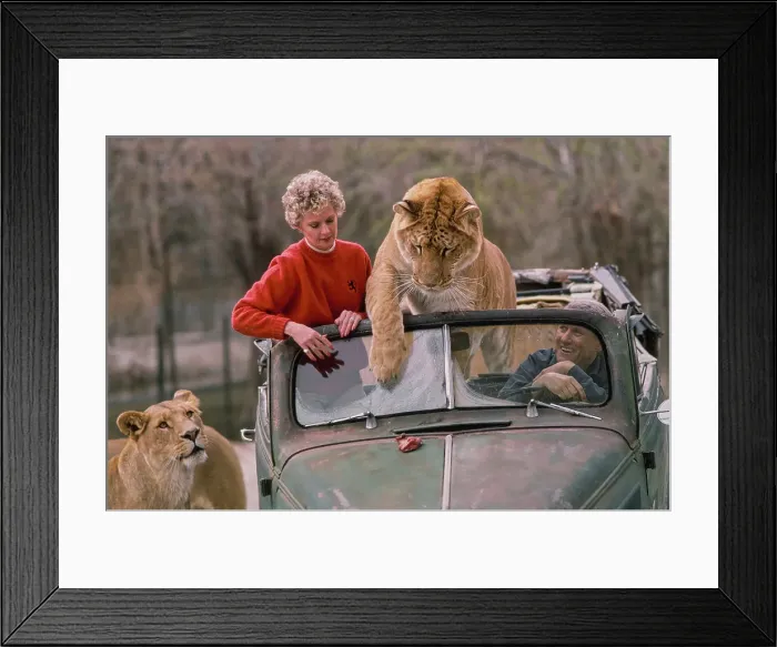 Framed Print : Shambala Preserve, Acton, California Framed Print : Shambala Preserve, Acton, California