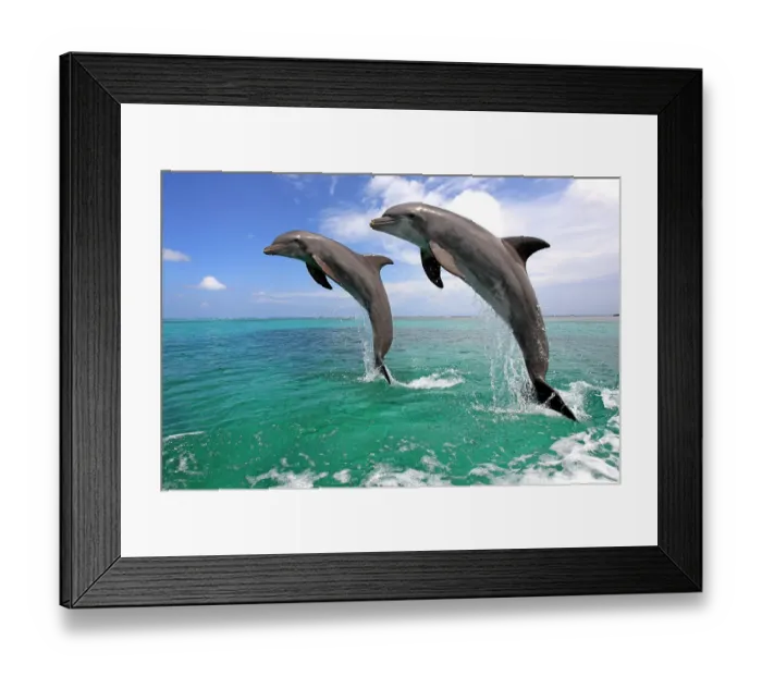 Framed Print : Delfin (Grosser Tuemmler) Framed Print : Delfin (Grosser Tuemmler)