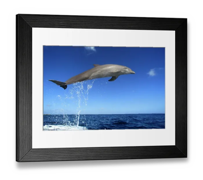 Framed Print : Delfin (Grosser Tuemmler) Framed Print : Delfin (Grosser Tuemmler)