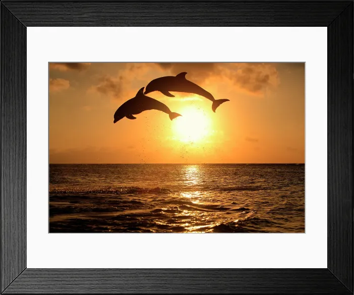 Framed Print : Delfin (Grosser Tuemmler) Framed Print : Delfin (Grosser Tuemmler)