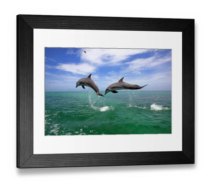Framed Print : Delfin (Grosser Tuemmler) Framed Print : Delfin (Grosser Tuemmler)