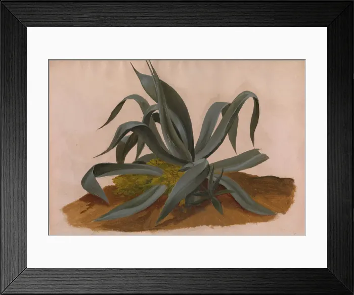 Framed Print : Study Of An Agave Framed Print : Study Of An Agave