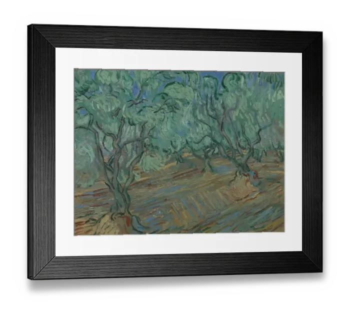 Framed Print : Olive Grove Framed Print : Olive Grove
