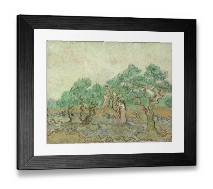 Framed Print : The Olive Orchard Framed Print : The Olive Orchard
