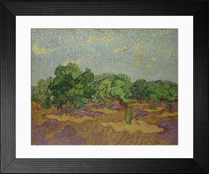 Framed Print : Olive Trees Framed Print : Olive Trees