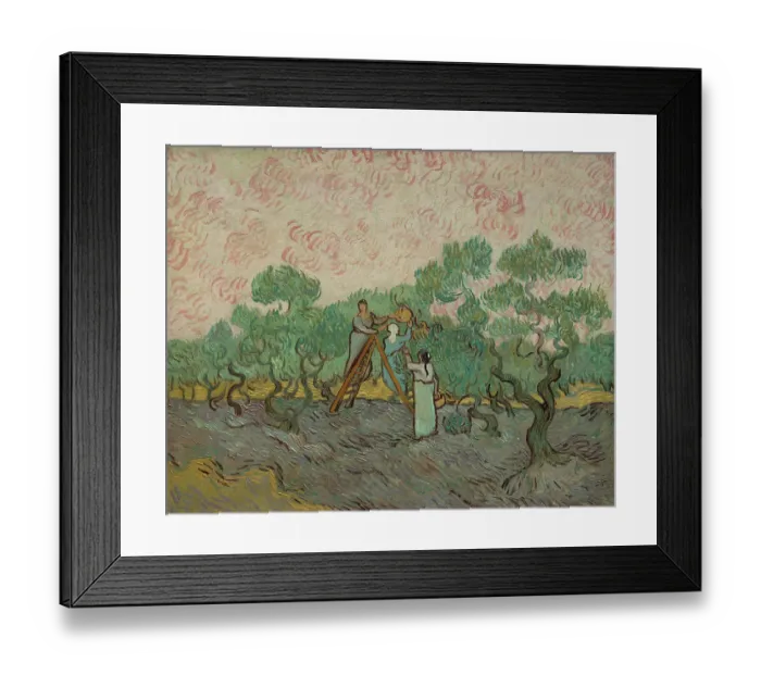 Framed Print : Women Picking Olives Framed Print : Women Picking Olives